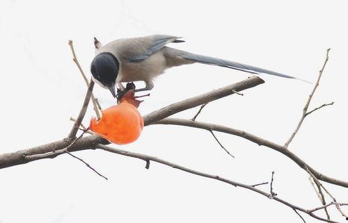 路上的小鸟吃瓜,自然界的和谐共舞